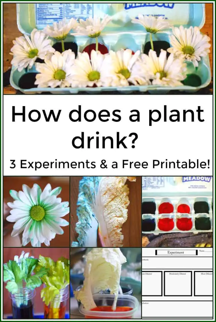 How does a plant drink 3 Experiments and a free printable - Has your child ever asked you, "how does a plant drink?" This post has 3 great experiments as well as a free printable pack to use with your experiments. 