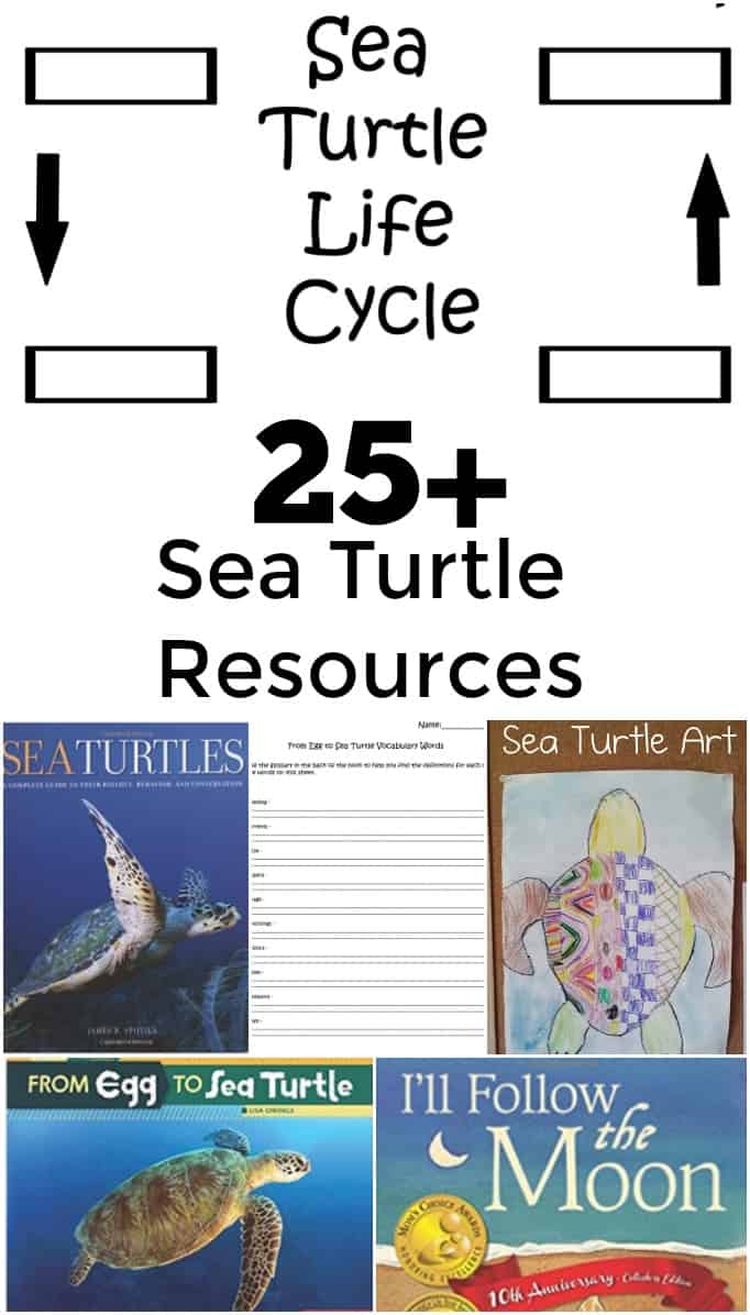 25 Plus Sea Turtle Resources - Includes crafts, books, websites, videos, and more! #education #edchat #seaturtles #stem #science #homeschool #homeschooling 