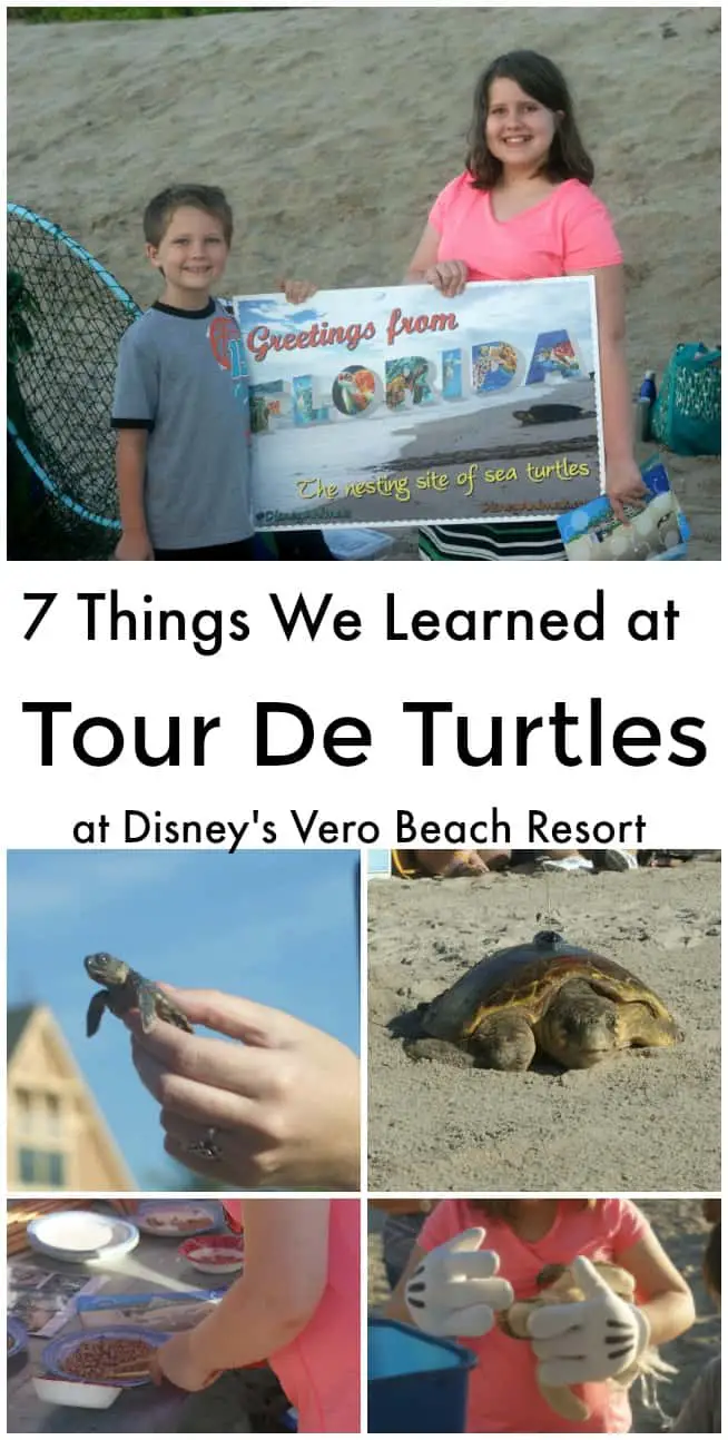 7 things we learned at Tour De Turtles at Disney's Vero Beach Resort - #Travel #Disney #VeroBeachResort #TourDeTurtles #seaturtles #education #educationaltravel #Florida