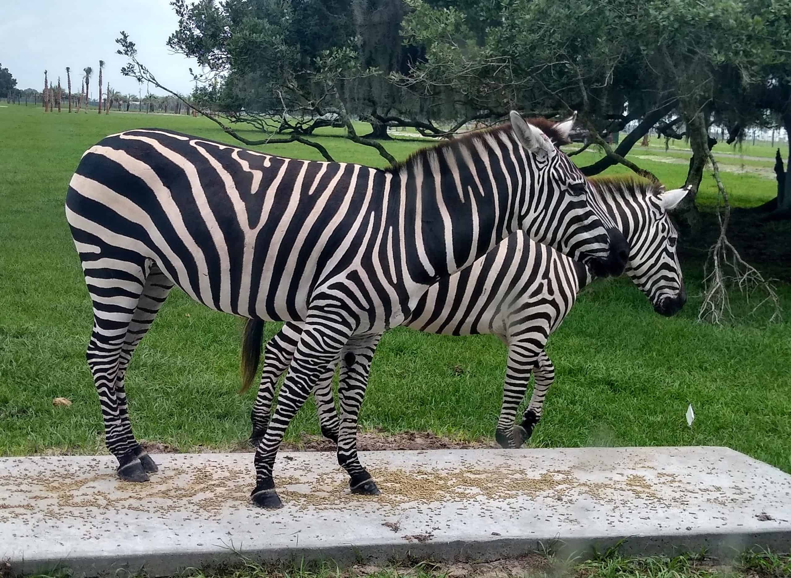 Visit Wild Florida Safari to see zebras from the comfort of your car.