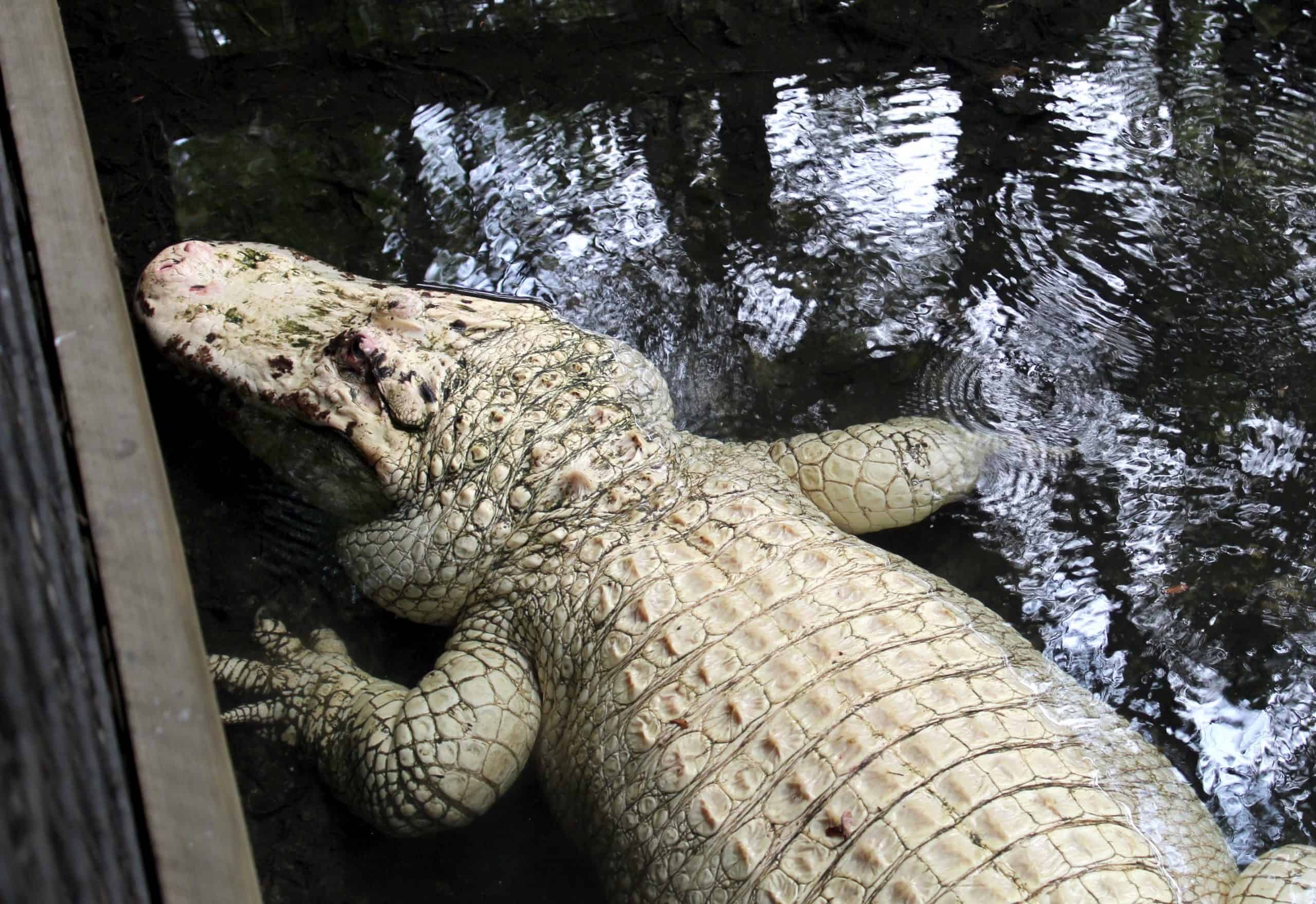 Leucistic alligator at Gatorland Florida