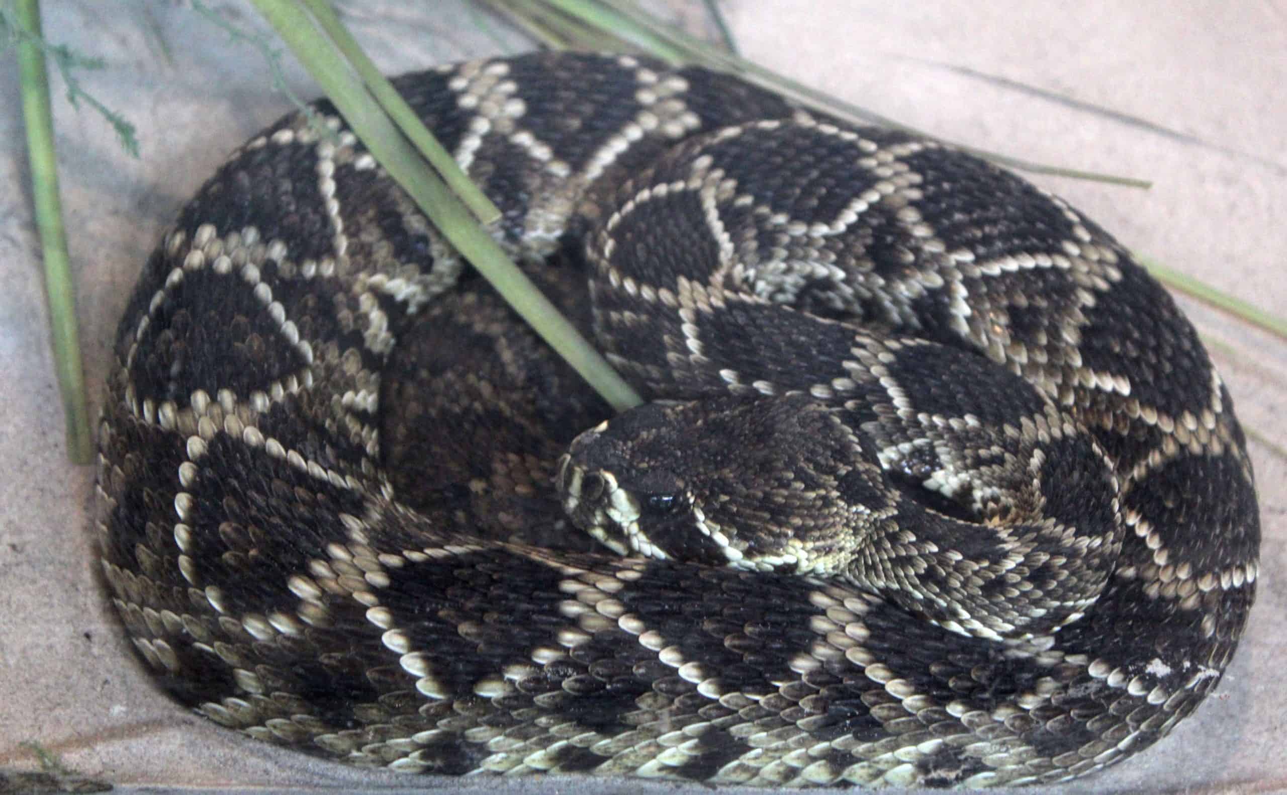 Rattlesnake in the Snakes of Florida Exhibit
