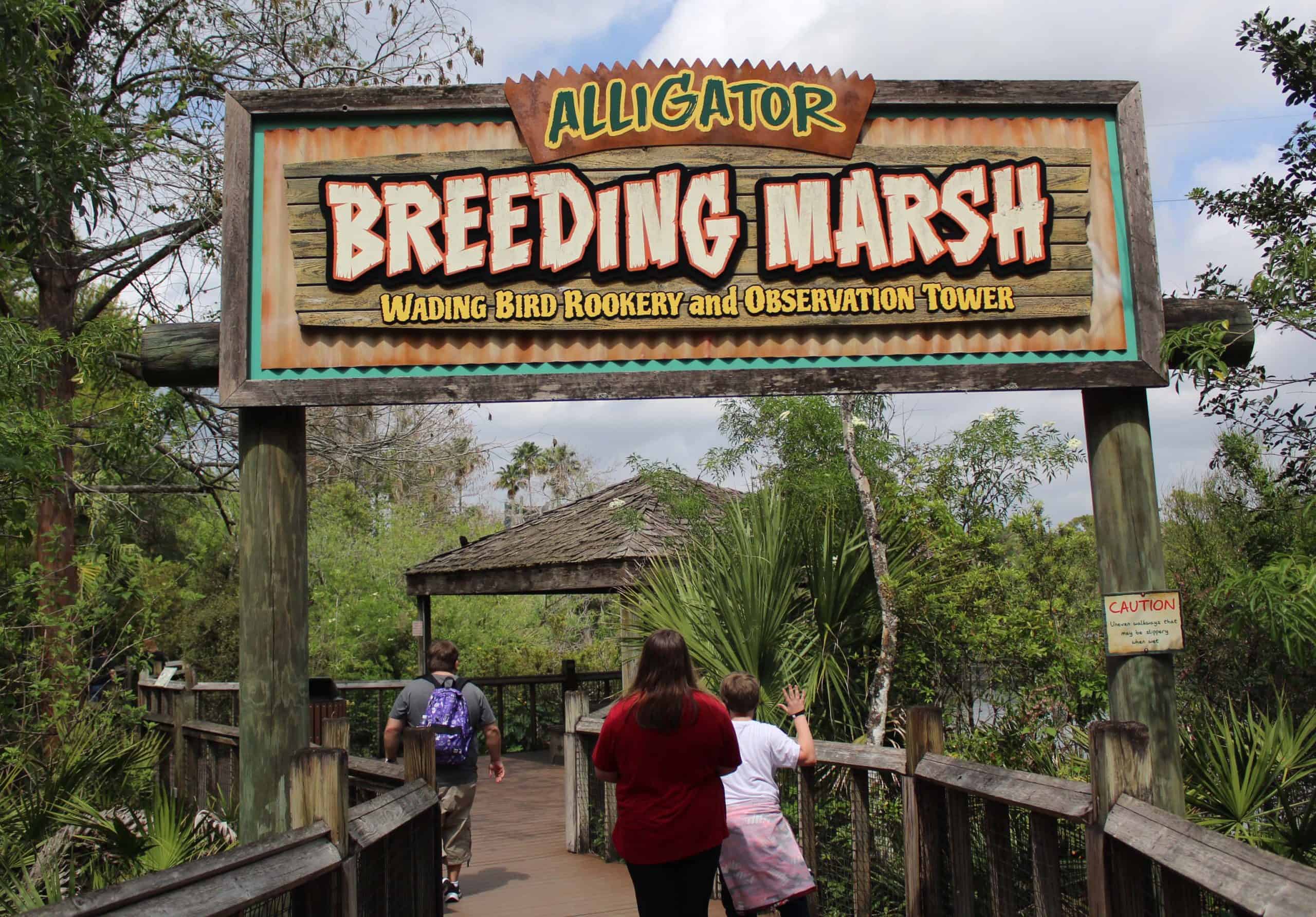 Alligator Breeding Marsh