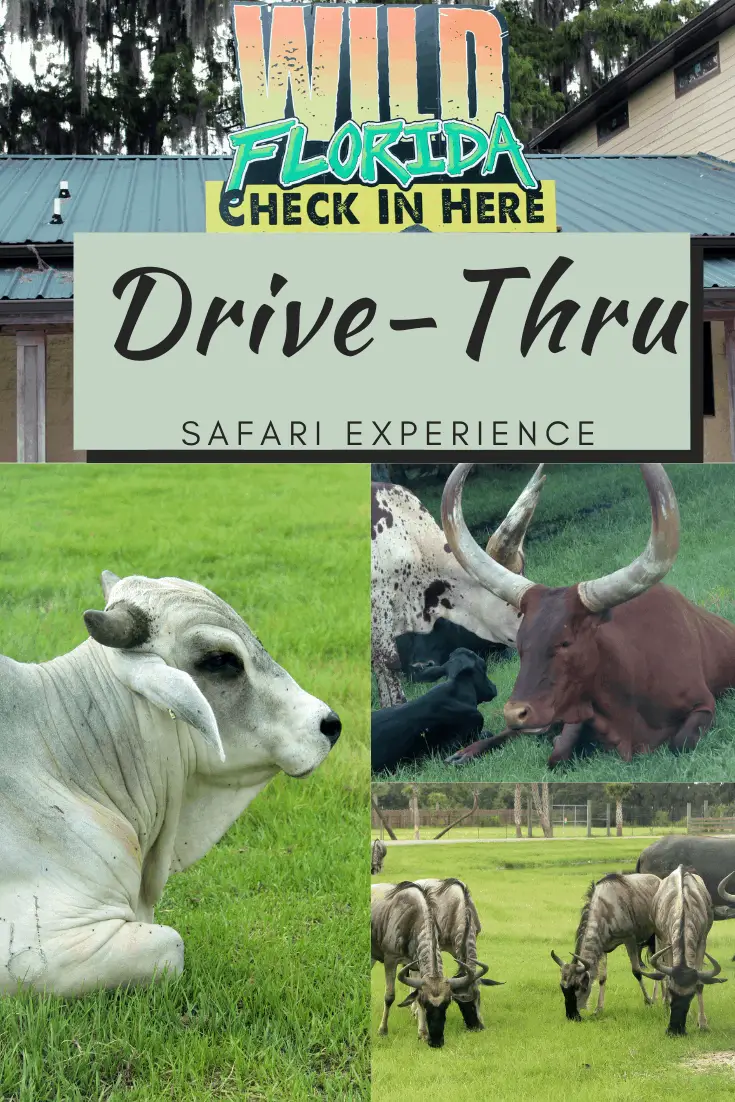 drive thru safari